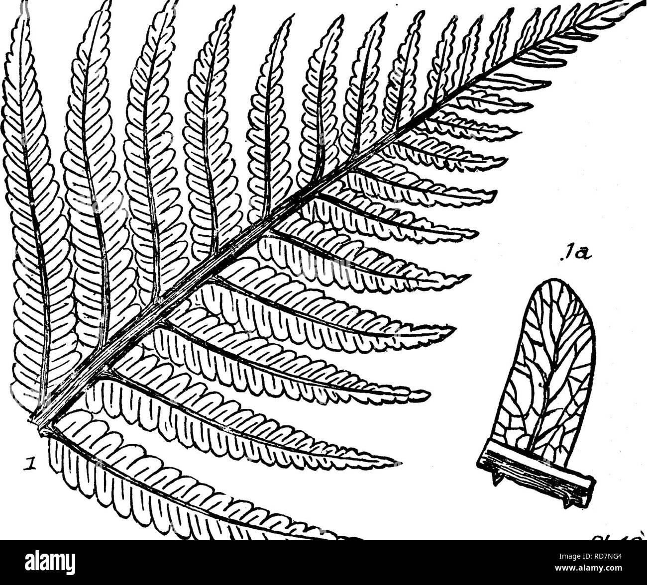 . Un dizionario dei fossili di Pennsylvania e gli Stati limitrofi denominato nelle relazioni e nei cataloghi del sondaggio ... Paleontologia. 357 LONCH. fissata al lato posteriore della testiera, sporgente all'indietro lungo la linea mediana del corpo; dal terzo Trilohite hed^ Miniskah fiume.-Potsdam^ L Lonchopteris oblongus, Fontaine. {Archostichites oblon-. Font. Noi. Boll. 6. ^'*-'NA.-^Ow*,:;^&GT;^^/.49, gus^ Emmons, Am. Geol., p. 101, la piastra 4, f, 6, 8), U. S. G. S. Volume 6, 1883, pagina 103, la piastra 49, fig. 1, il vertice di un frond; 1 a, tnucTi ingrandita.^ pinnule. Molto simile a Z. virginiensis^ con una s Foto Stock