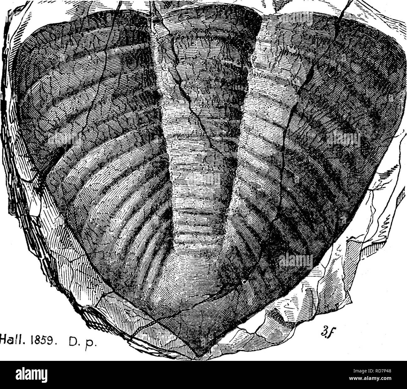 . Un dizionario dei fossili di Pennsylvania e gli Stati limitrofi denominato nelle relazioni e nei cataloghi del sondaggio ... Paleontologia. Dbnd. 190 Dalmanites pleuropteryx. Trasudamenti 189,. HqW, 1859 Dalmanites selenurus {Asaphus selenurus, Eaton; Odon- tocephalus selenurus. Conrad). Hall? La geologia di New York, 1843, pagina 175, fig. 70, 1. Vanuxem, Geologia di New York, 1842, pagina 139, fig. 33, 1. Formazione Corniferous. (Eaton Geol. Libro di testo, 1832.) Più abund- ant in medio rispetto a New York occidentale. Hall dice che la metà inferiore del corpo e la coda sono particolarmente frequente. Le teste Foto Stock