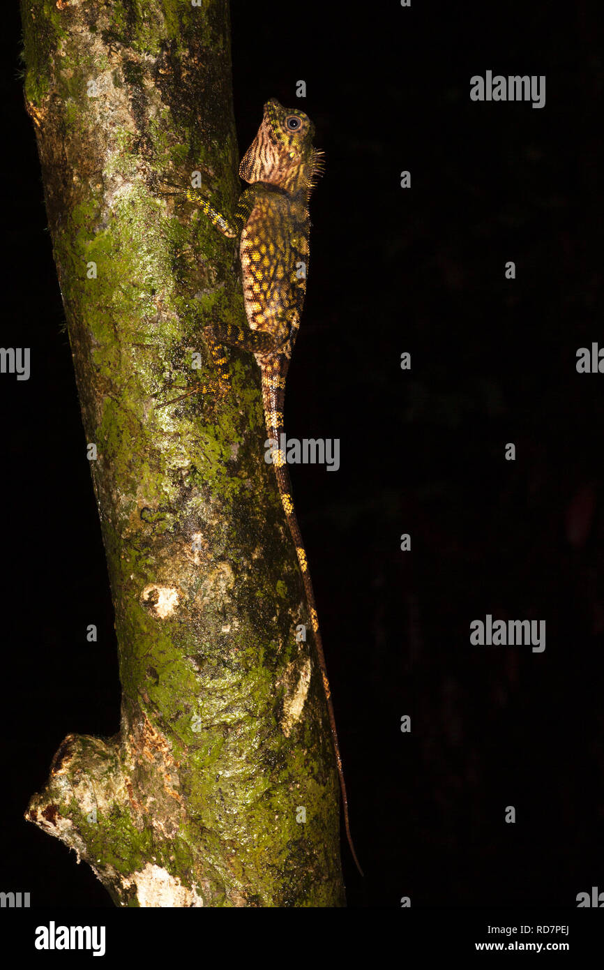 Borneo Anglehead Lizard (Gonocephalus bornensis) arrampicata foresta pluviale in Sabah Foto Stock