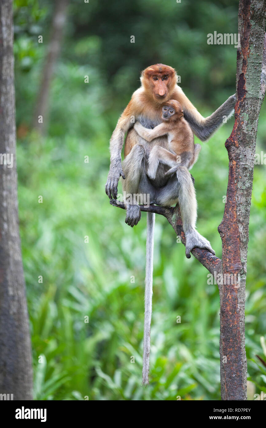 Proboscide Madre scimmia e 6-8 settimane vecchio baby (Nasalis larvatus) arroccato nella struttura ad albero mentre si guarda altre scimmie Foto Stock