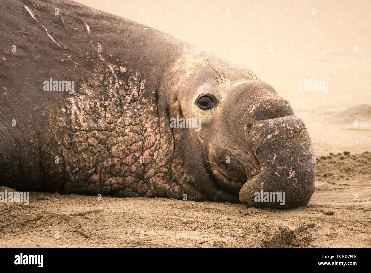 Northern guarnizione di elefante (Mirounga angustirostris) maschio dominante sulla spiaggia Foto Stock