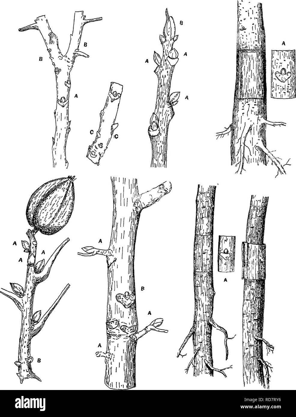 . L'enciclopedia di pratica orticoltura; un sistema di riferimento di orticoltura commerciale, coprendo la pratica scientifica e fasi di orticoltura, con speciale riferimento alla frutta e verdura;. Il giardinaggio; frutta-cultura; giardinaggio di vegetale. Germogliando I PECAN 1659 n. 1 n. 2 n. o. N. 3 n. 4 n. 6 n. 7 la piastra I, n. 1-^Ramo di pecan, sliowmg crescita di due stagioni, witli vecchi e nuovi germogli; (a) uno-anno-vecchio gemme dormienti; (b) di corrente stagione di gemme; (c) le piccole gemme di ruzzolone alla base della crescita, da cui le foglie cadono all'inizio. No. 2 rametto di pecan: parte superiore della stagione della crescita, che mostra le gemme durmg Foto Stock