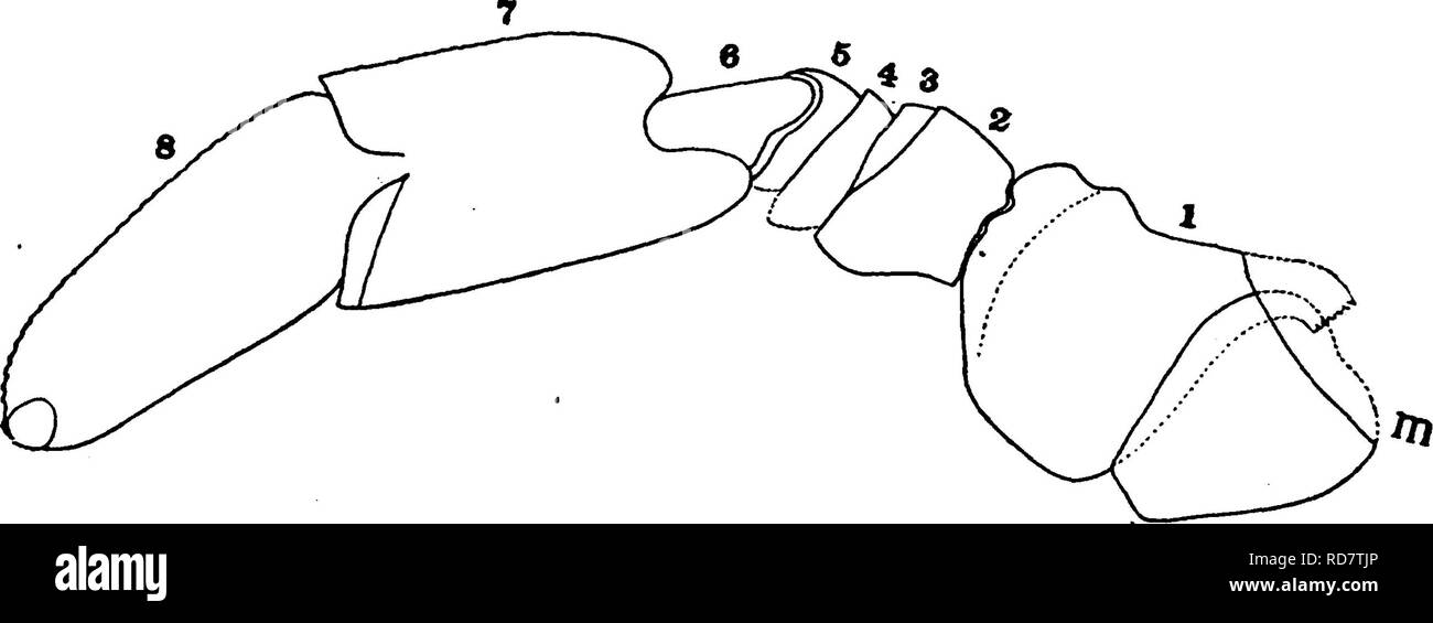 . Il Eurypterida di New York. Eurypterida; Paleontologia. Il EURYPTERIDA DI NEW YORK 239 che può corrispondere al finemente pelose ammortizzatore che Holm osservati sul coxa della prima gamba a piedi e che egli considera come eventualmente cor- risponde al epicoxite dei seguenti gambe. La porzione posteriore del coxa è parzialmente perso come mostrato dal bordo rotto. Il segmento successivo è corta e larga, su larga quanto a lungo, mentre il terzo è il più lungo di serie, è due volte più a lungo di così ampia. I seguenti segmenti di diminuire rapidamente in lunghezza e ad un tasso minore in larghezza. Il tratto terminale viene Foto Stock