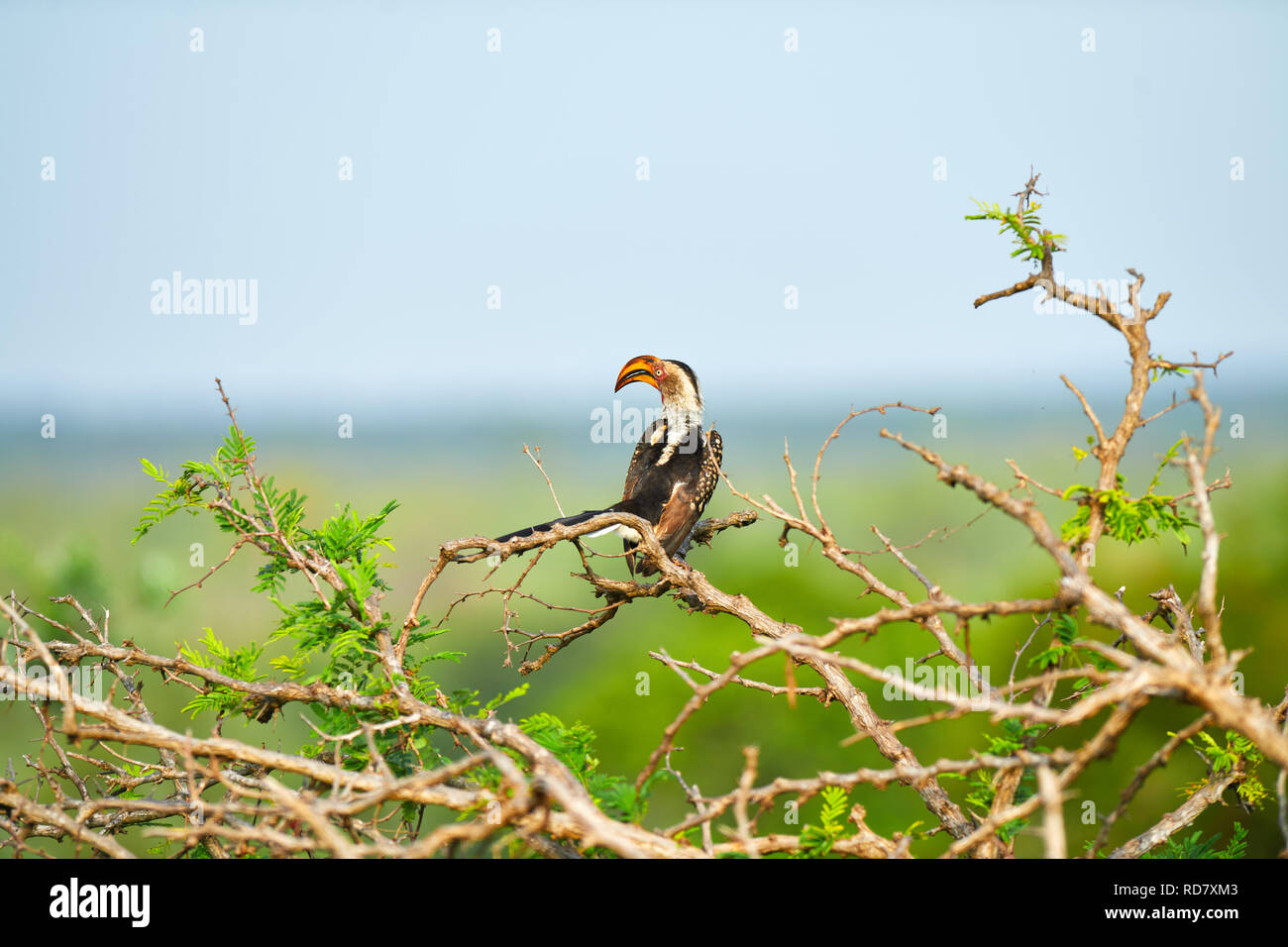 Southern Yellow fatturati Hornbill Kruger National Park Foto Stock