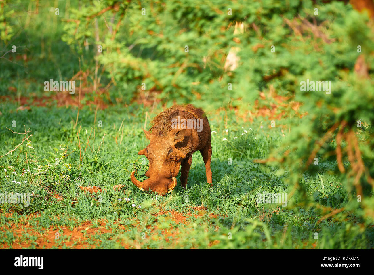 Warthog alimentazione nel Parco Nazionale di Kruger Foto Stock