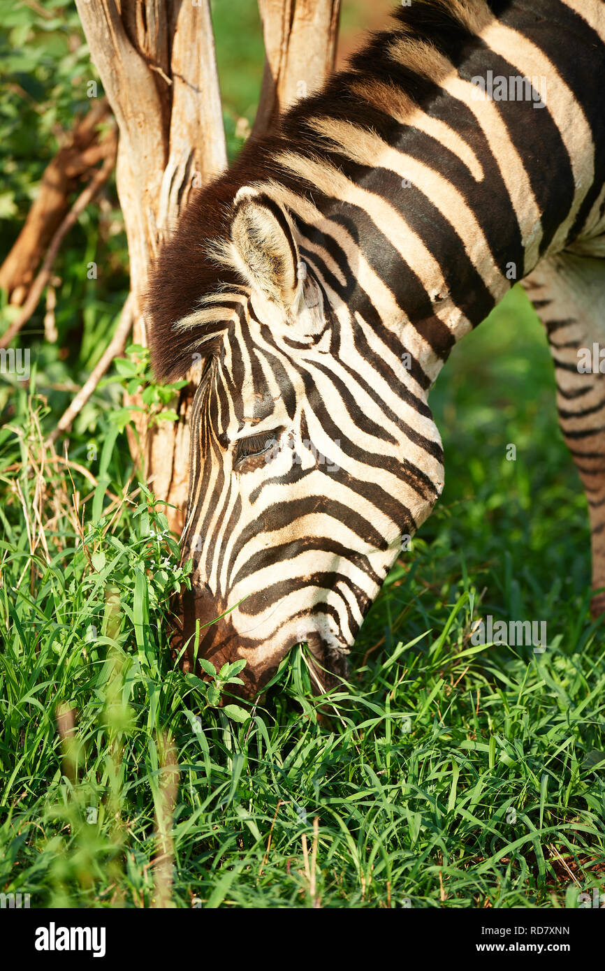 La Burchell Zebra Kruger National Park Foto Stock