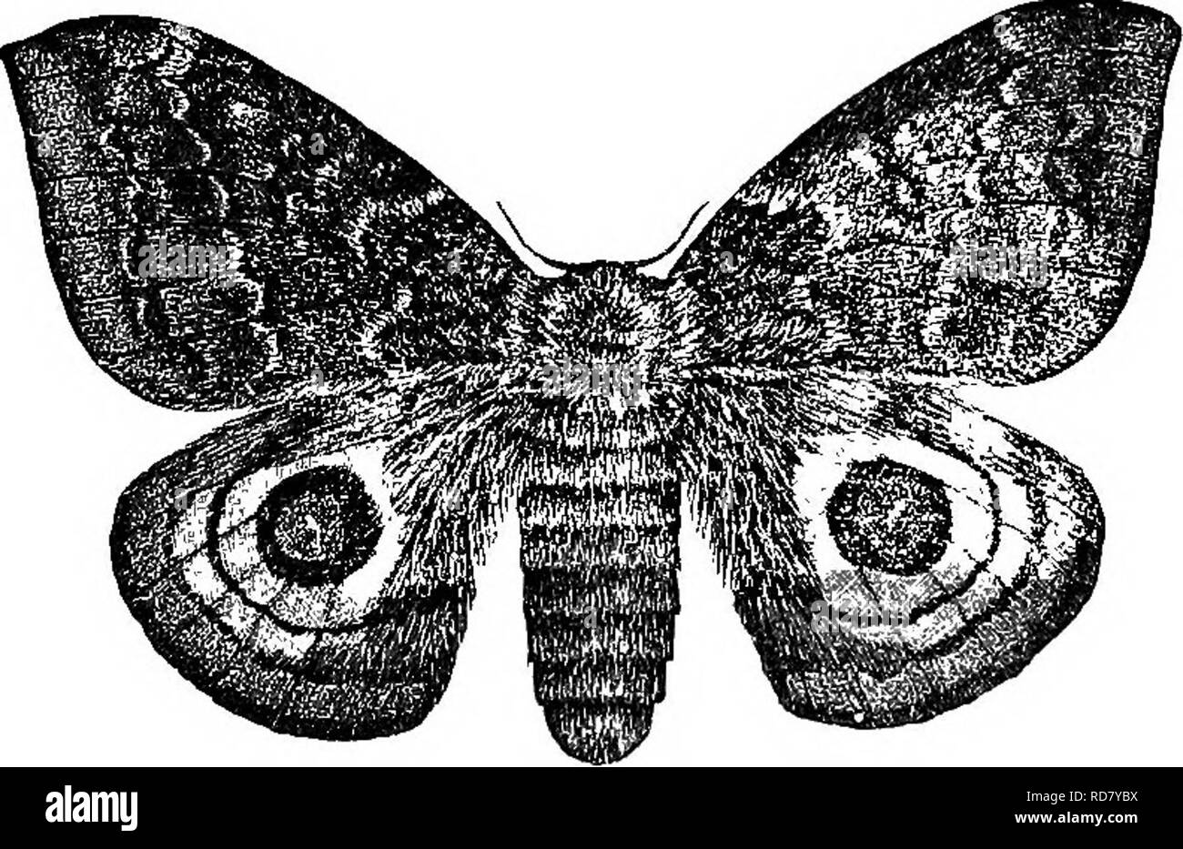 . La vita di insetto; un'introduzione per lo studio della natura e una guida per gli insegnanti, studenti e altri interessati al di fuori porta la vita. Entomologia; lo studio della natura. Vita della foresta. 189 di seconda generazione, è indesiderabile per mantenere i bozzoli durante i mesi invernali in un ambiente caldo e asciutto, per c è atta a essere insufficiente umidità nell'aria di una tale camera per il perfetto sviluppo degli insetti. La classificazione del gigante bachi da seta.-Il gigante dei bachi da seta, essendo le larve di lepidotteri, appartengono all'ordine Lepidotteri. Queste falene costituiscono la famiglia Saturniid^ (SAT-ur-ni'i-das). Il nome scientifico di ciascuno degli Foto Stock