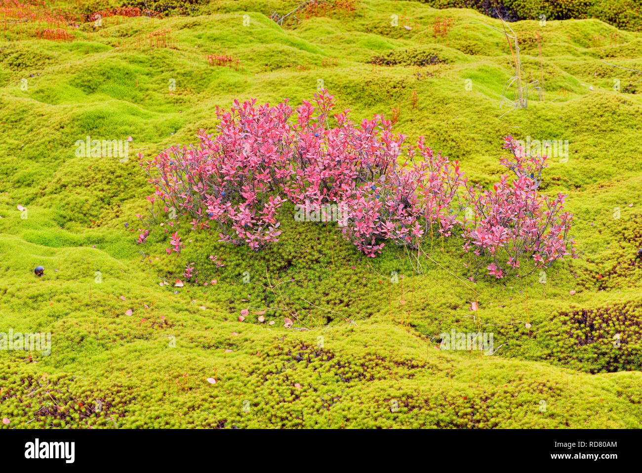 Autunno mirtillo in un letto di muschio, Arctic Haven Lodge, Ennadai Lake, Nunavut, Canada Foto Stock