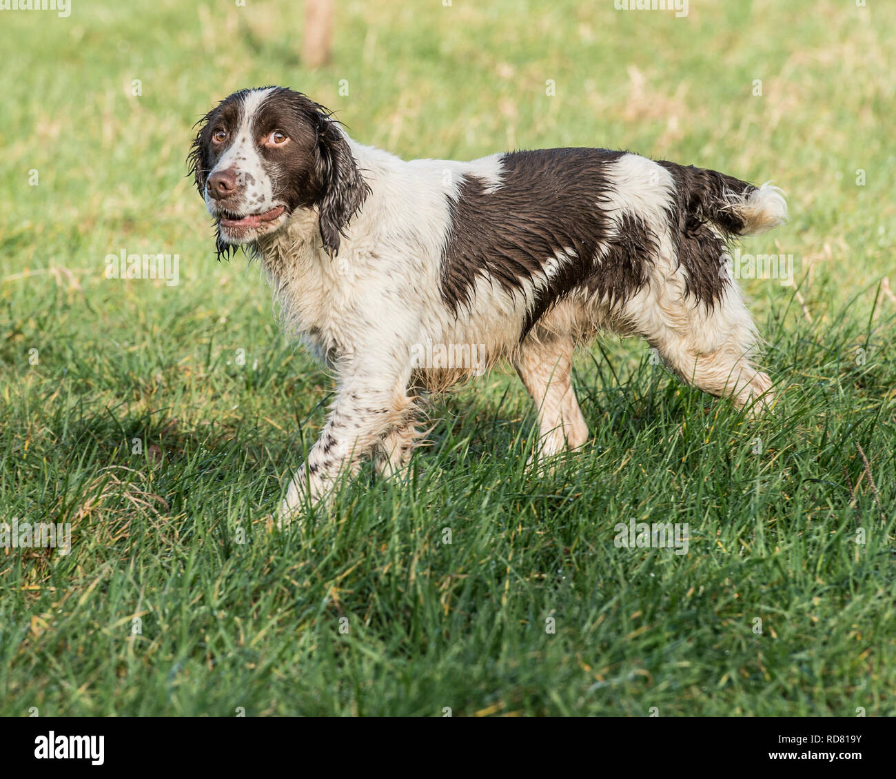English Springer spaniel Foto Stock