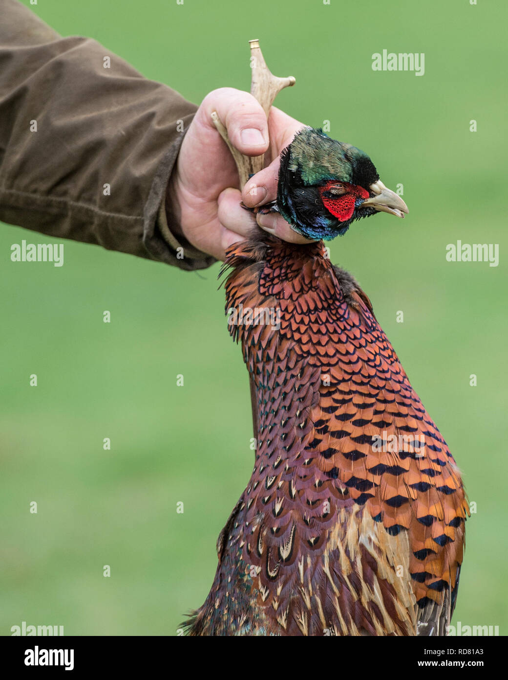 uomo che tiene un fagiano morto Foto Stock