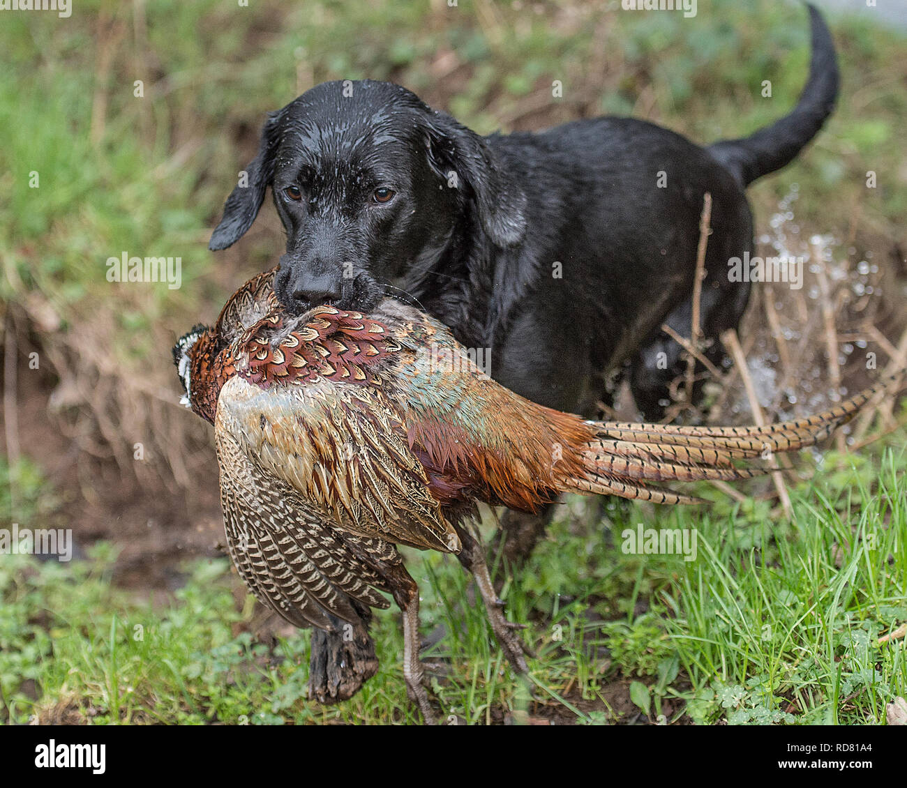 Black labrador si ritira su un Pheasant Shoot Foto Stock
