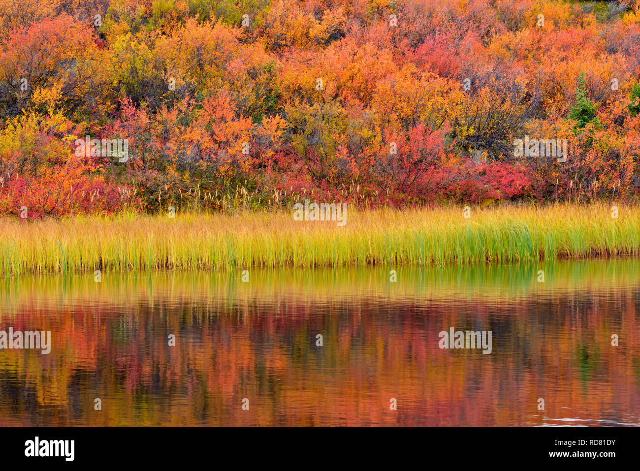 Autunno riflessioni in un piccolo stagno boreale, Arctic Haven Lodge, Ennadai Lake, Nunavut, Canada Foto Stock