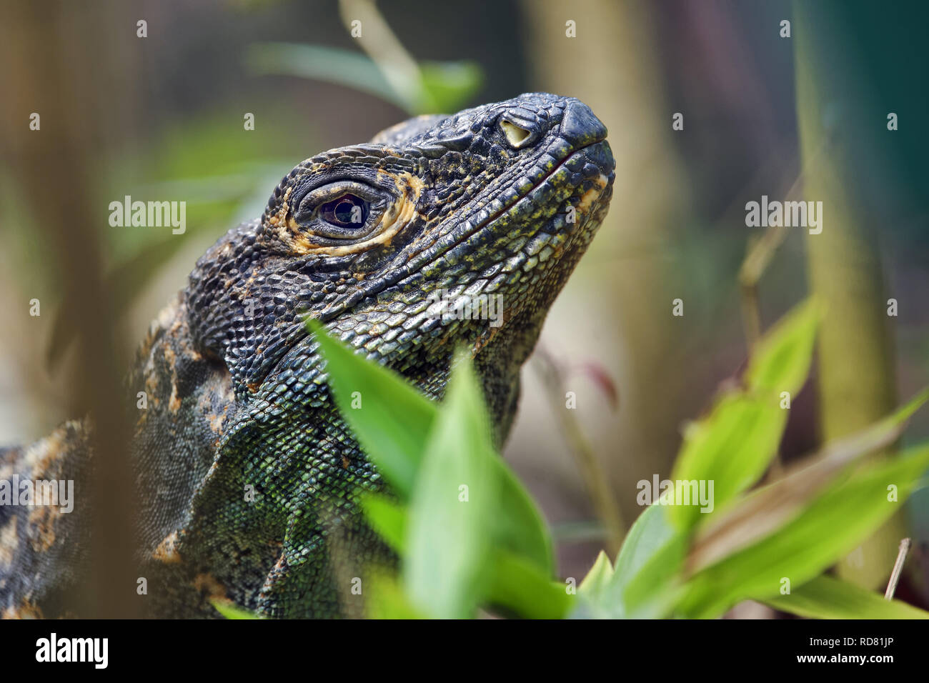 Spinosa nero-tailed iguana - Ctenosaura similis Foto Stock