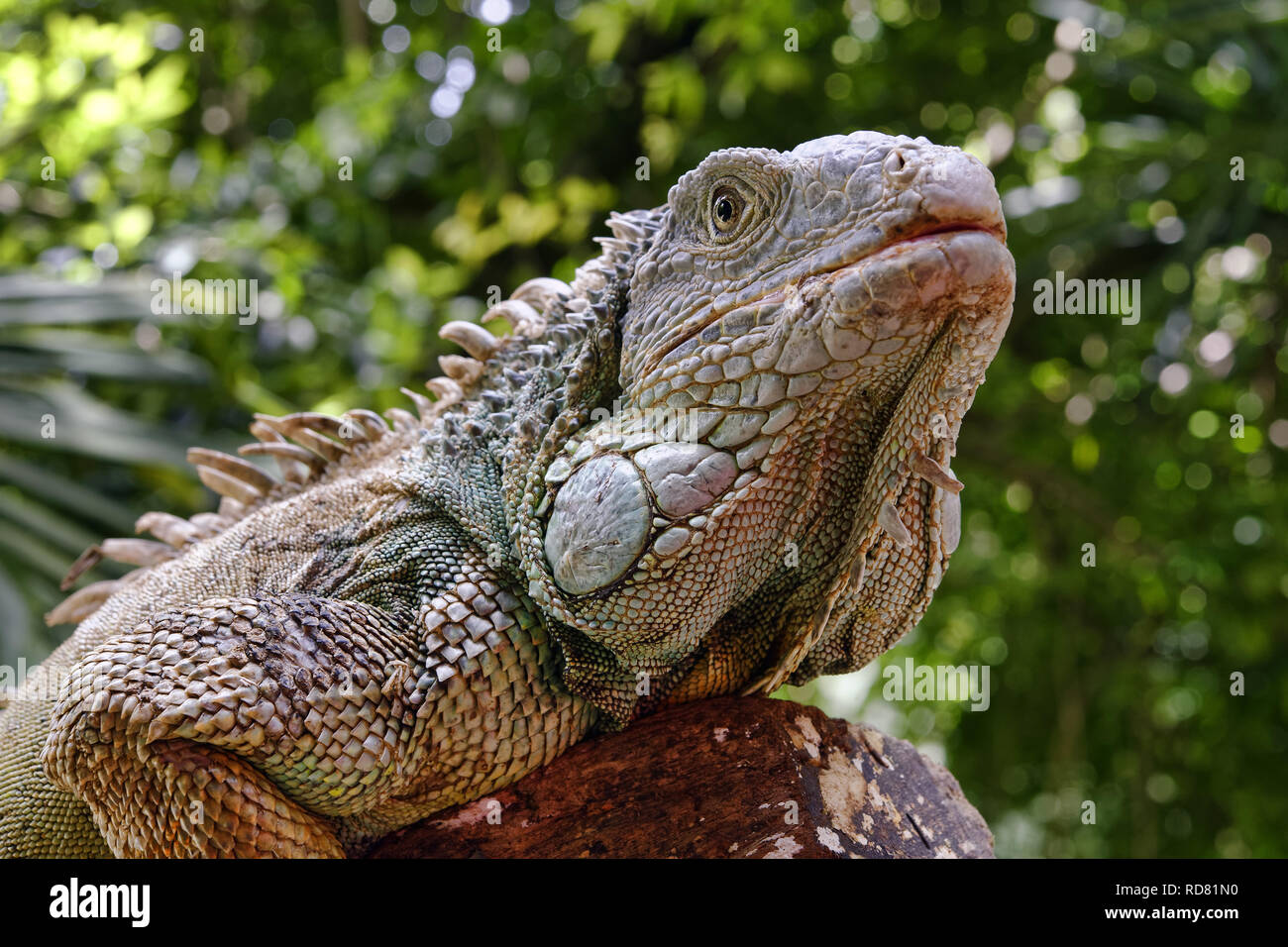 Verde - iguana Iguana iguana Foto Stock