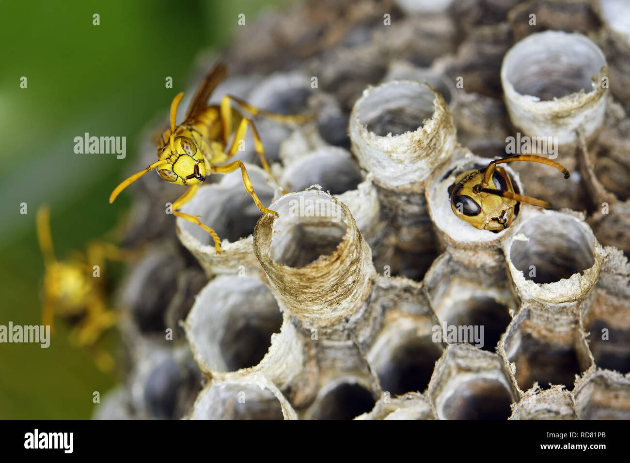 Carta indiano wasp - hebraeus Polistes Foto Stock