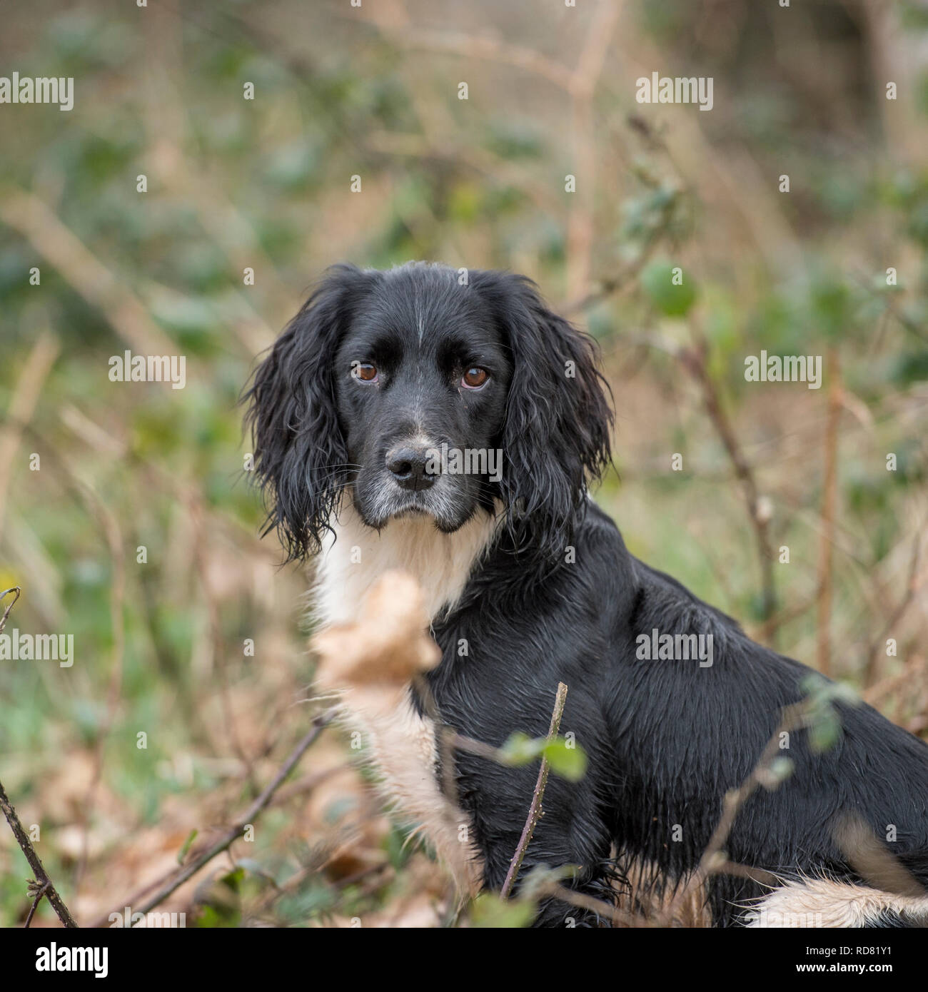 English Springer spaniel Foto Stock