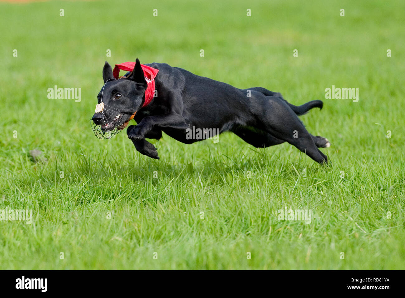 cane greyhound, corteggiamento di richiamo Foto Stock