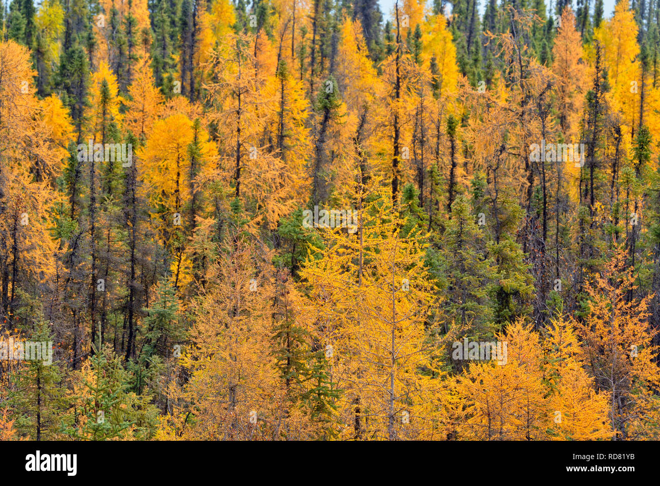 In autunno i larici, Hwy 3 vicino al grande Lago di slave, Northwest Territories, Canada Foto Stock