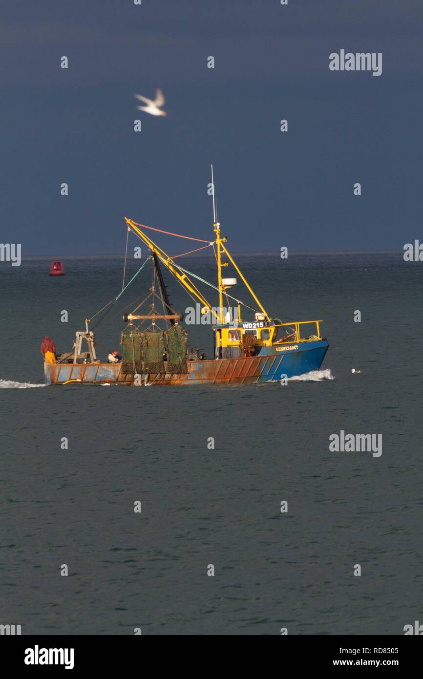 A strascico costiera in poco profondo mare costiero la pesca di vita marine che possono minacciare la colonia di po ter(Sterna albifrons) .vita marina parte della catena ecologica che influenzano il ciclo di vita dei cicerelli ,capo oggetto di preda di poco Sterne -specie indicatore del cambiamento climatico. Con il Fraticello peschereccio di cui sopra . Foto Stock
