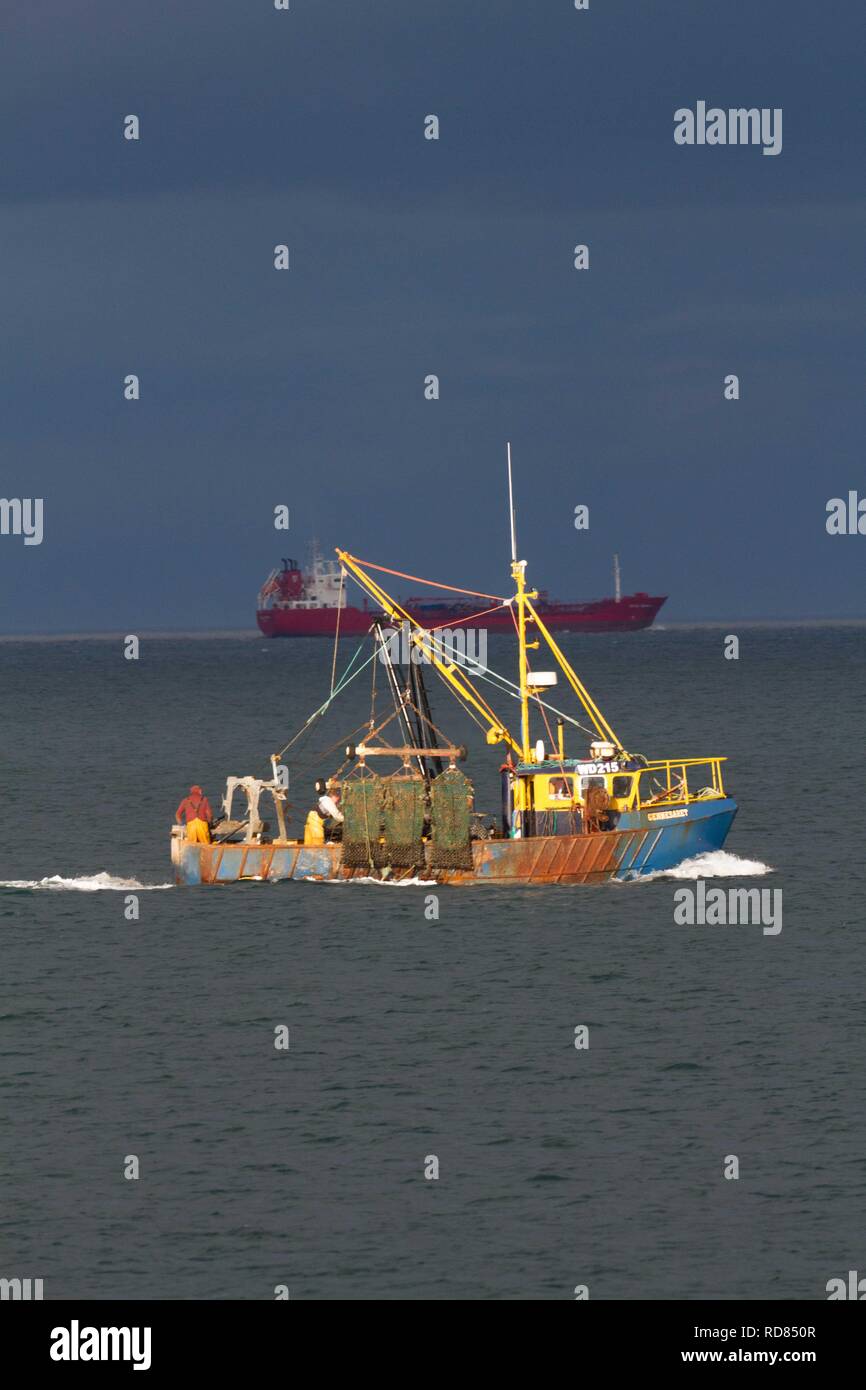 A strascico costiera in poco profondo mare costiero la pesca di vita marine che possono minacciare la colonia di po ter(Sterna albifrons) .vita marina parte della catena ecologica che influenzano il ciclo di vita dei cicerelli ,capo oggetto di preda di poco Sterne -specie indicatore del cambiamento climatico. Con petroliera in sfondi di fotografia ,possibile minaccia attraverso l'inquinamento da petrolio. Foto Stock