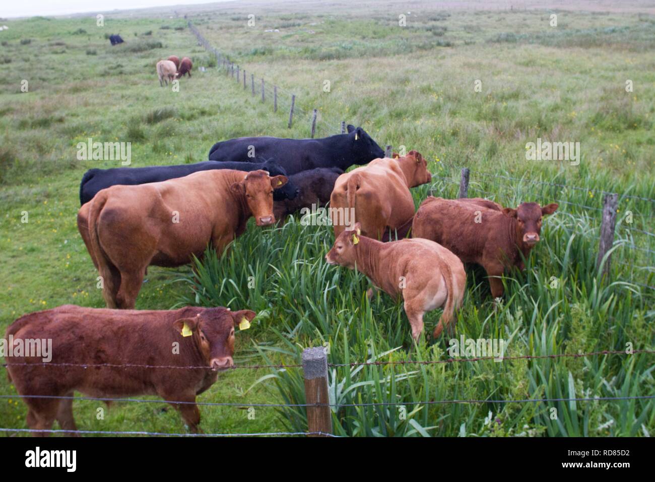 Mescolati i bovini e vitelli a machir , Foto Stock