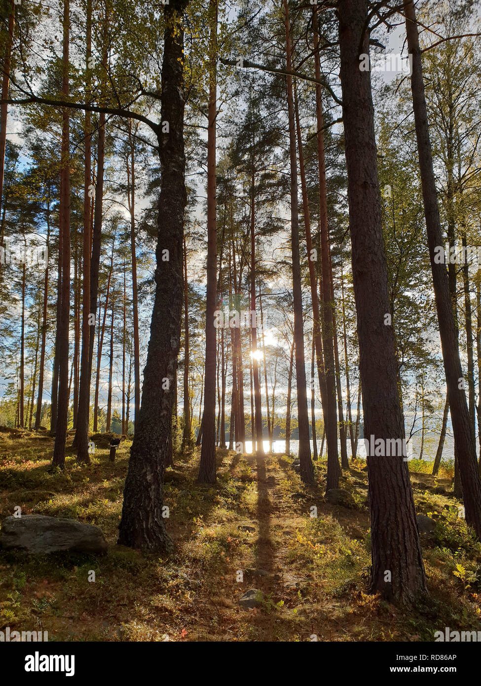 Immagine di una mistica di sole nella foresta con le ombre degli alberi durante le ore mattutine Foto Stock