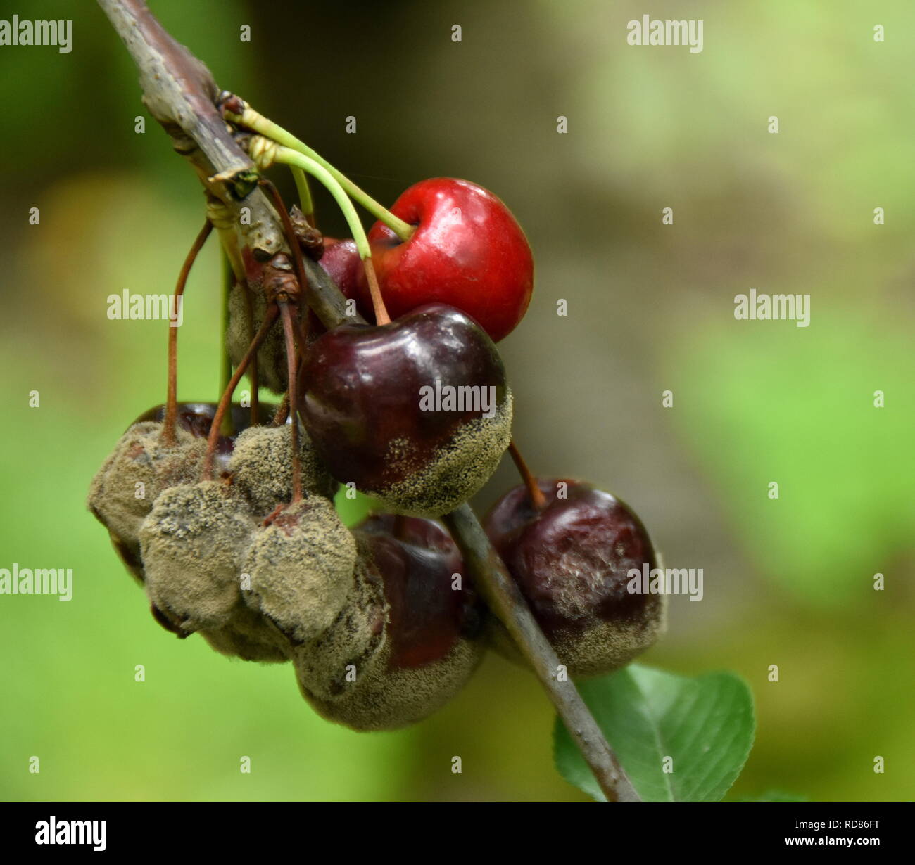 Le ciliegie danneggiati dalla troppa pioggia e il calore provocando marciume bruno (Manilinia fructicola) Foto Stock