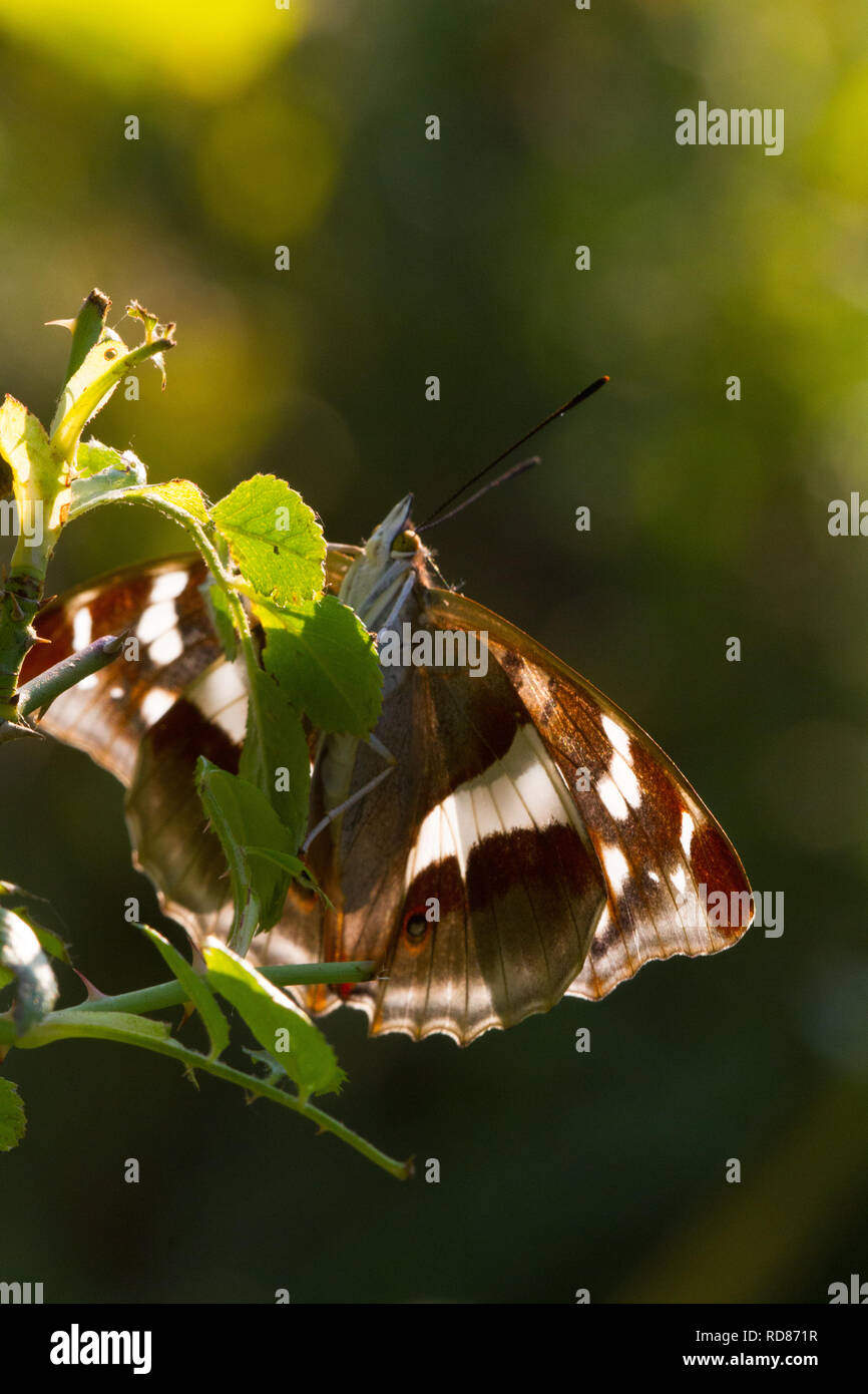 Viola imperatore butterfly ( Apatura isis)- femmina su ROSAIO .parte del progetto rewilding modifica fattoria di grano a specie ricca fattoria,beneficiando di specie come viola di Imperatori e tortore. Foto Stock