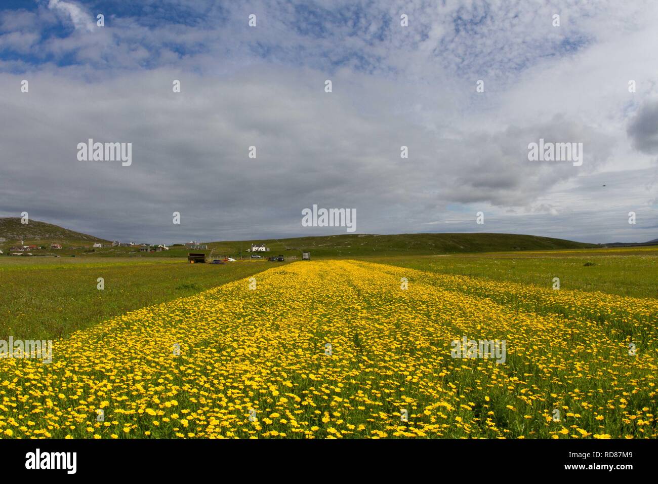 Mais (Marigold Chrysanthemum segetum) , rare piante infestanti cornfield,importante per gli invertebrati Foto Stock