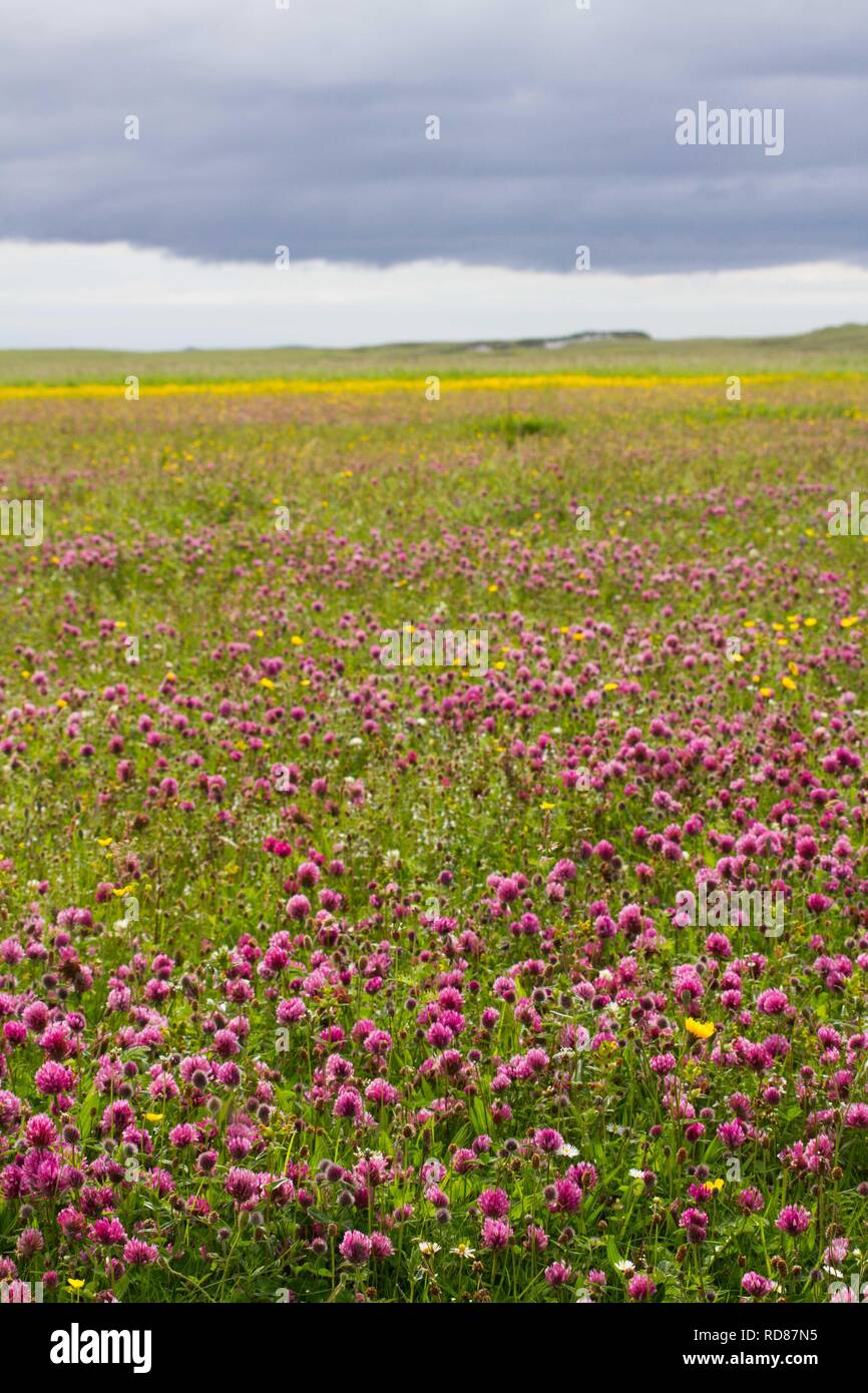 Trifoglio rosso (Trifoleum pratense ) in cotica erbosa , attraente per gli invertebrati, stesso habitat come poco Sterne -machir Foto Stock