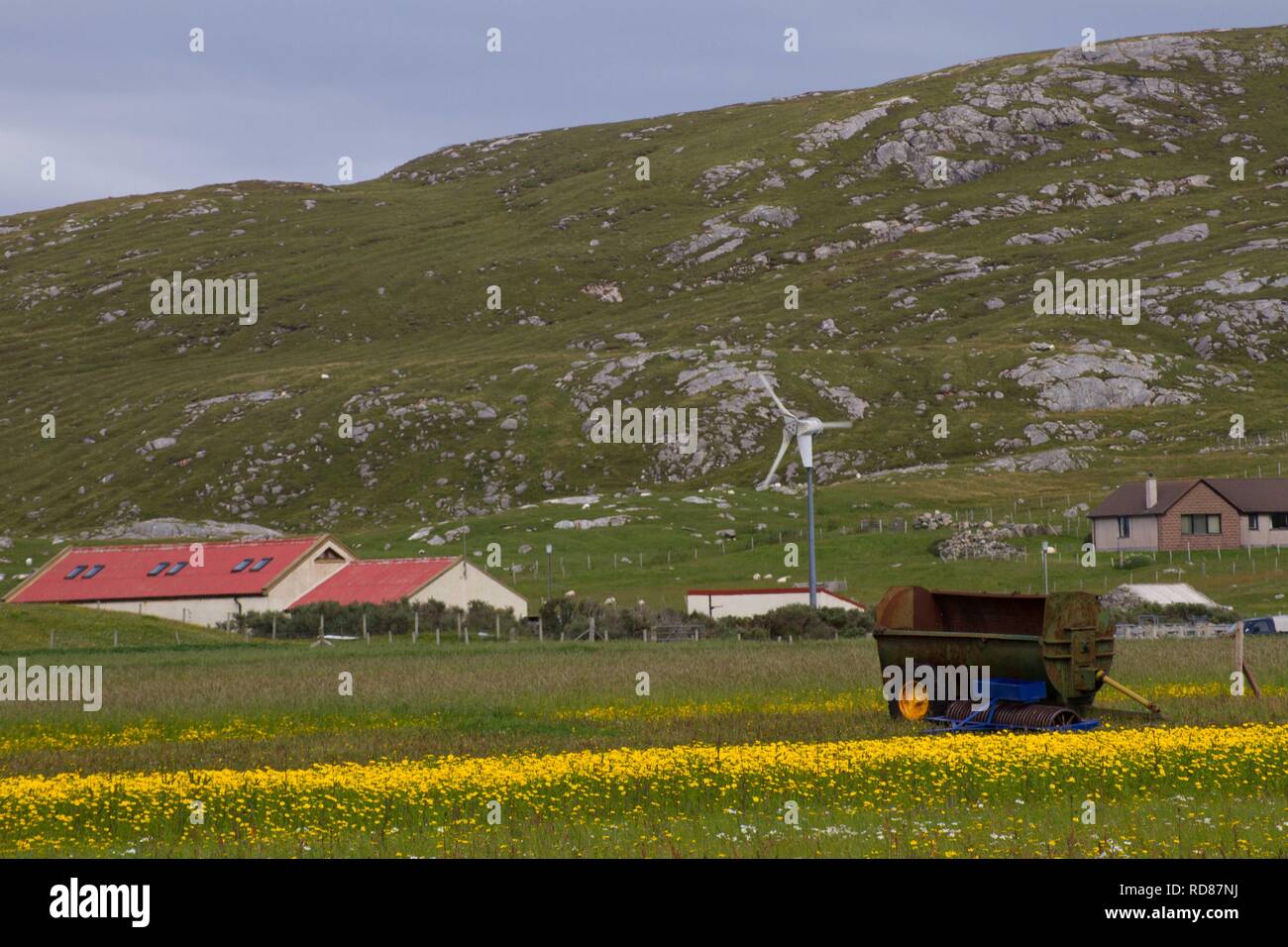 Swards di mais Le calendule(Chrysanthemum segetum) tra crofting case ,l'Borve. Foto Stock