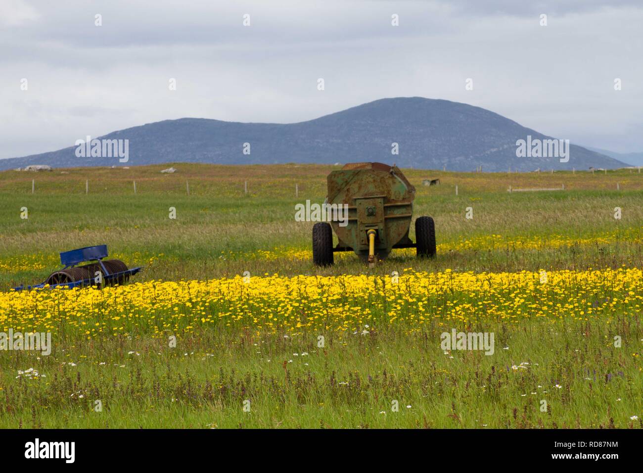 Swards di mais Le calendule(Chrysanthemum segetum) tra crofting case ,l'Borve. Foto Stock