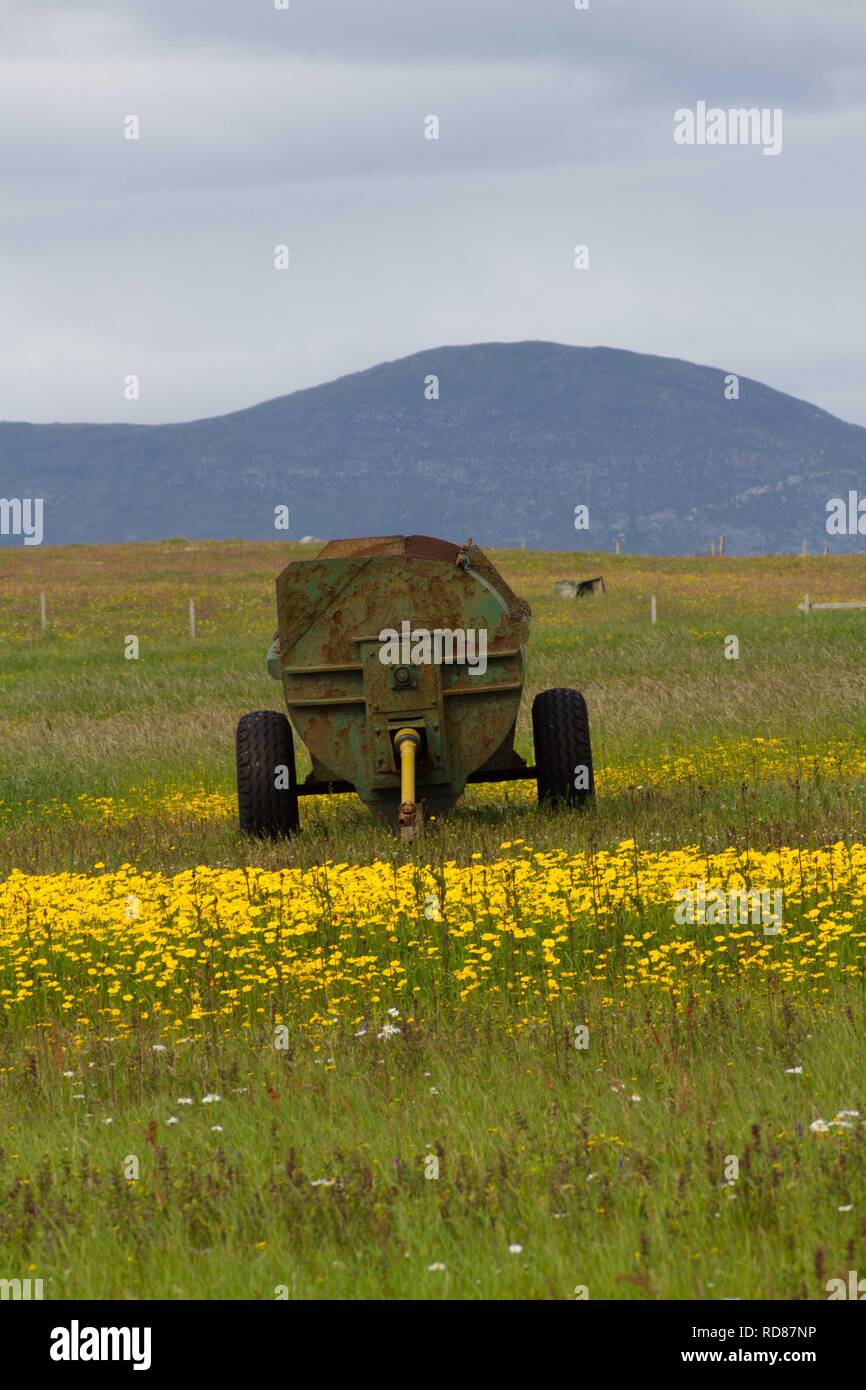 Swards di mais Le calendule(Chrysanthemum segetum) tra crofting case ,l'Borve. Foto Stock