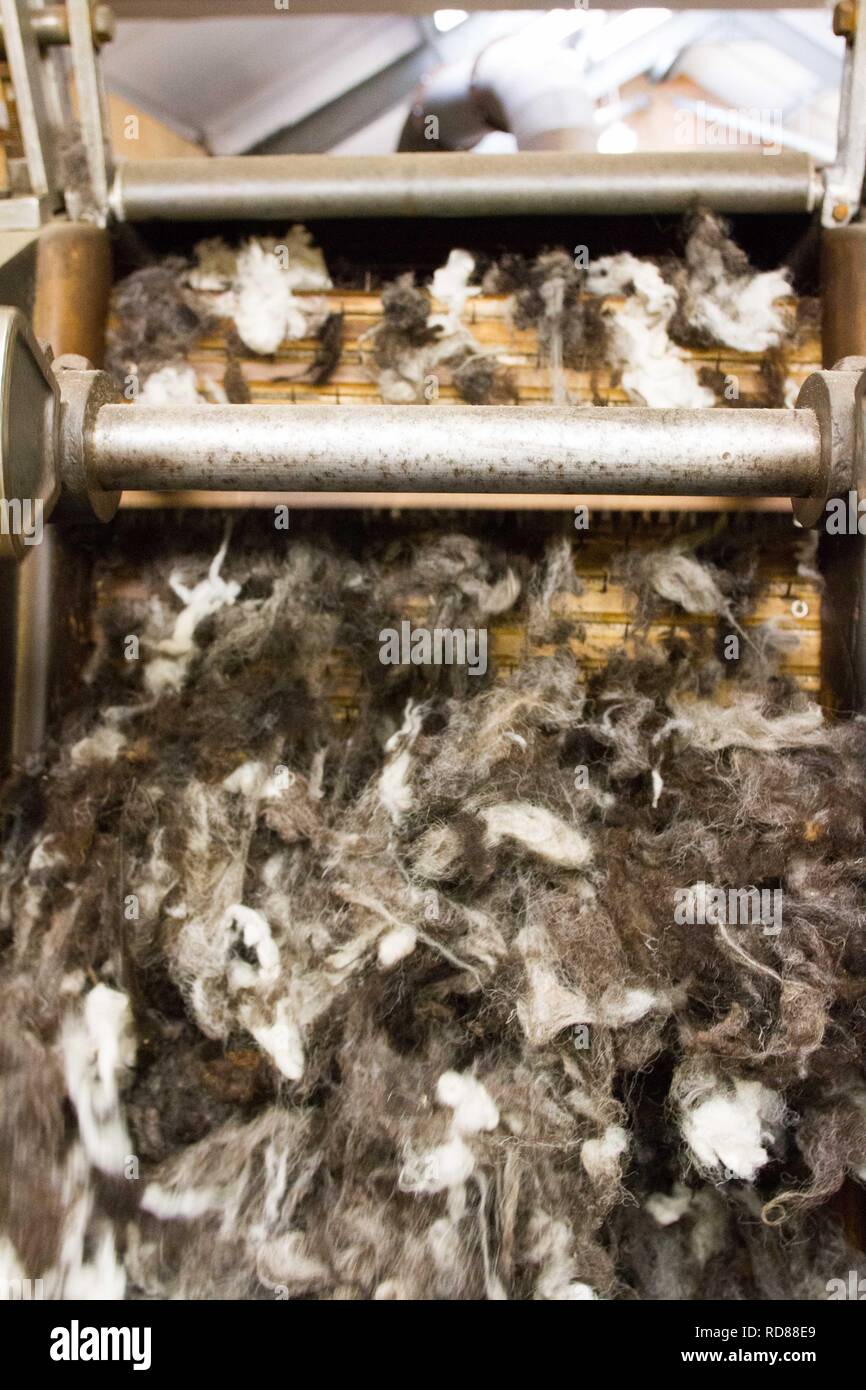 La lana grezza che vengono ordinati prima per la cardatura ed essendo realizzate in filo di lana in tessile / lanificio . Stessa fonte ,Machir , come nidificante poco Sterne .sostenibile produrre dlandscapes . Foto Stock
