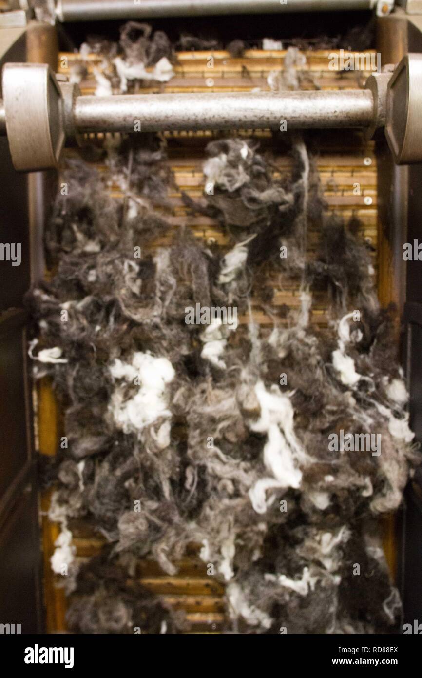La lana grezza che vengono ordinati prima per la cardatura ed essendo realizzate in filo di lana in tessile / lanificio . Stessa fonte ,Machir , come nidificante poco Sterne .sostenibile produrre dlandscapes . Foto Stock
