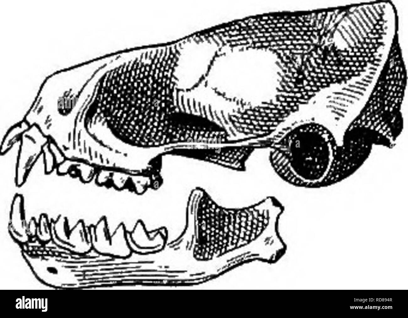 . Le famiglie e i generi di pipistrelli . I pipistrelli; i pipistrelli. Le FAMIGLIE E GENERI OE pipistrelli. 249 genere assomiglia alla Eomops africana. La peculiarità del cranio sono tuttavia più accentuato rispetto al Vecchio Mondo genere, mentre gli incisivi inferiori non mostrano alcuna tendenza alla modifica. L'esterno incisivo inferiore è presente nelle specie più grandi del genere, ma a quanto pare sempre assente nel piccolo M. temminckii. Dalla American mem- ber del gruppo è in una volta distinguibili dal breve, rostro appiattito con le sue alte creste lacrimale, e cospicuamente per- ward-diretto antorbital meati che si. È th Foto Stock