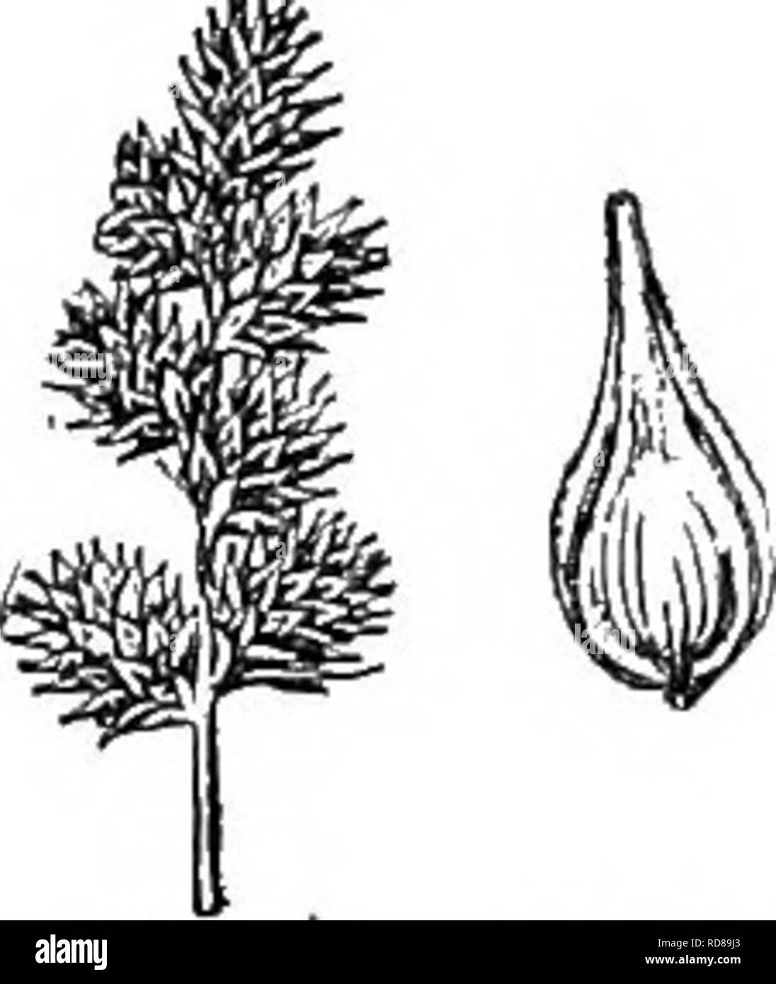 . Gray's nuovo manuale di botanica. Un manuale di piante da fiore e felci della centrale e nord-est degli Stati Uniti e del Canada adiacenti. La botanica. 860. 0. cristata.. 852. C. miraWlis. il culms, sheatJis Inosp.; infiorescenza di solito denso, cylin- dric di ellissoide; punte 0-15, globose, strettamente fiorita, verdastra o marrone opaco, 0,5-1 cm. lungo; perigynia S-i mm, lungo le loro punte rosulate-spread- ing. ( 0. di tribuloside, var. Bailey, C.cristatella Britton.) -Swales e boschi umidi, e. Santa Messa e Vt per Pa., Mo., Sask. e B. C. June-Aug. Fig. 350. 9. C. albolut6scens Sohwein. Culms stout e Setif Foto Stock