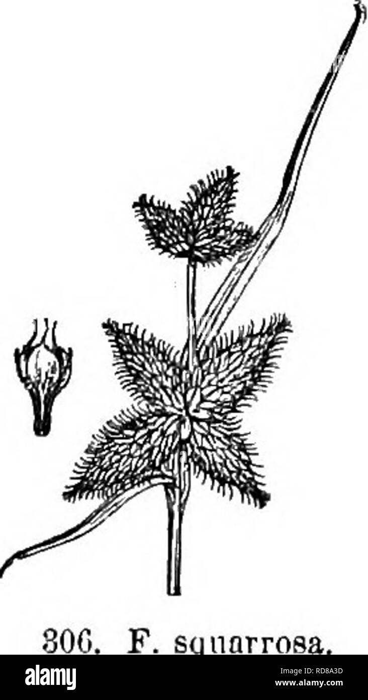 . Gray's nuovo manuale di botanica. Un manuale di piante da fiore e felci della centrale e nord-est degli Stati Uniti e del Canada adiacenti. La botanica. CYPEEACEAE (SEDGE FAMIGLIA) 197 paglia-culur a marrone rossastro; achenes 2,5-3 mm. lunga; setole biancastre {E. yracile, var, paucinervmim Engelm.; E. paucinervium, A. A. Eaton.) - paludi e acquitrini, NFD impiega. a. s. A N. J. e 111, Er. Luglio e Agosto G. E. angustlfblium Koth. Culms 2-0 dm. alta e slanciata, angolato obtusely ; foglie basali grandi, condupUcate sopra il centro ; cauline lascia poche, rigida e piatta alla base, 1,5-lo cm., 1..5-4 mm. ampia, scabra Foto Stock