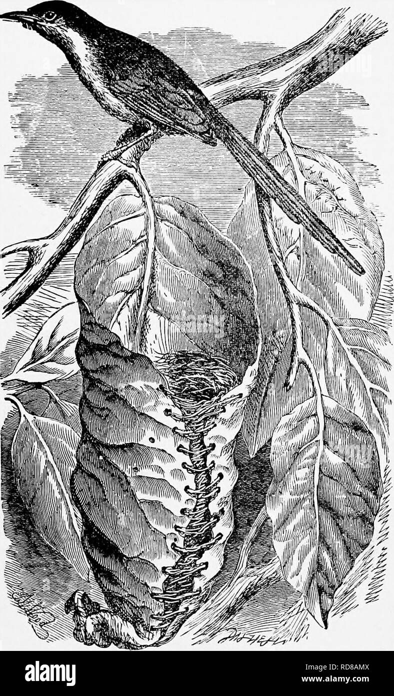 . Il popolare di storia naturale . Zoologia. Il GOLDEM-CRESTED WREN. 305 Il minuscolo Golden-crested Wren, come viene comunemente chiamato, è molto comune in tutta l'Inghilterra, e può essere visto hopping e flitting allegramente tra i rami nei boschi cedui, frutteti e piantagioni. Anche se dal suo diminutivo dimensioni si è guadagnato il titolo di Wren, esso non ha alcuna pretesa di tale denominazione, e più giustamente definita la Kinglet o Regulus.. TAILOR-BtRD.-(Ortholomus lungicaudus.) Il Golden-crested Wren è notevole per la cresta del golden-piume colorate che è posto sopra la corona della sua testa, che è in grado di sollevare Foto Stock
