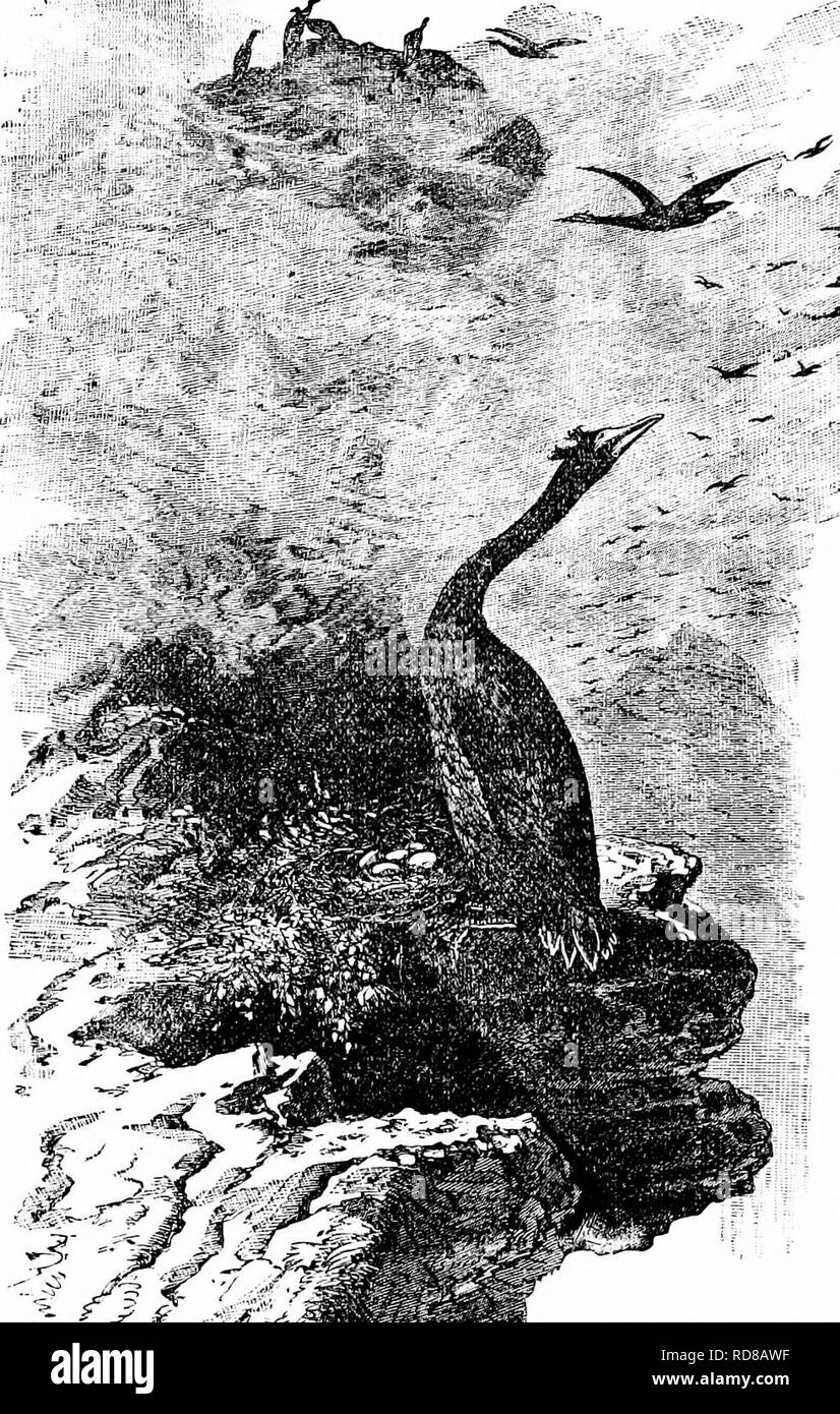 . Chiave per uccelli del Nord America. Contenente un conciso conto di ogni specie di vita e di uccelli fossili attualmente conosciuti dal continente nord del Messico e degli Stati Uniti, di confine inclusive della Groenlandia e la Bassa California, con il quale sono incorporati generali di ornitologia: un contorno della struttura e la classificazione degli uccelli; e campo ornitologia, un manuale di raccolta, preparazione e conservazione degli uccelli. Gli uccelli; uccelli; 1887. T24 sinossi sistematica. - STEGANOPODES. stile nella nuca, nella posizione del ligamentum nucha di molti animali e articolato con l'occipite, è il MOS Foto Stock