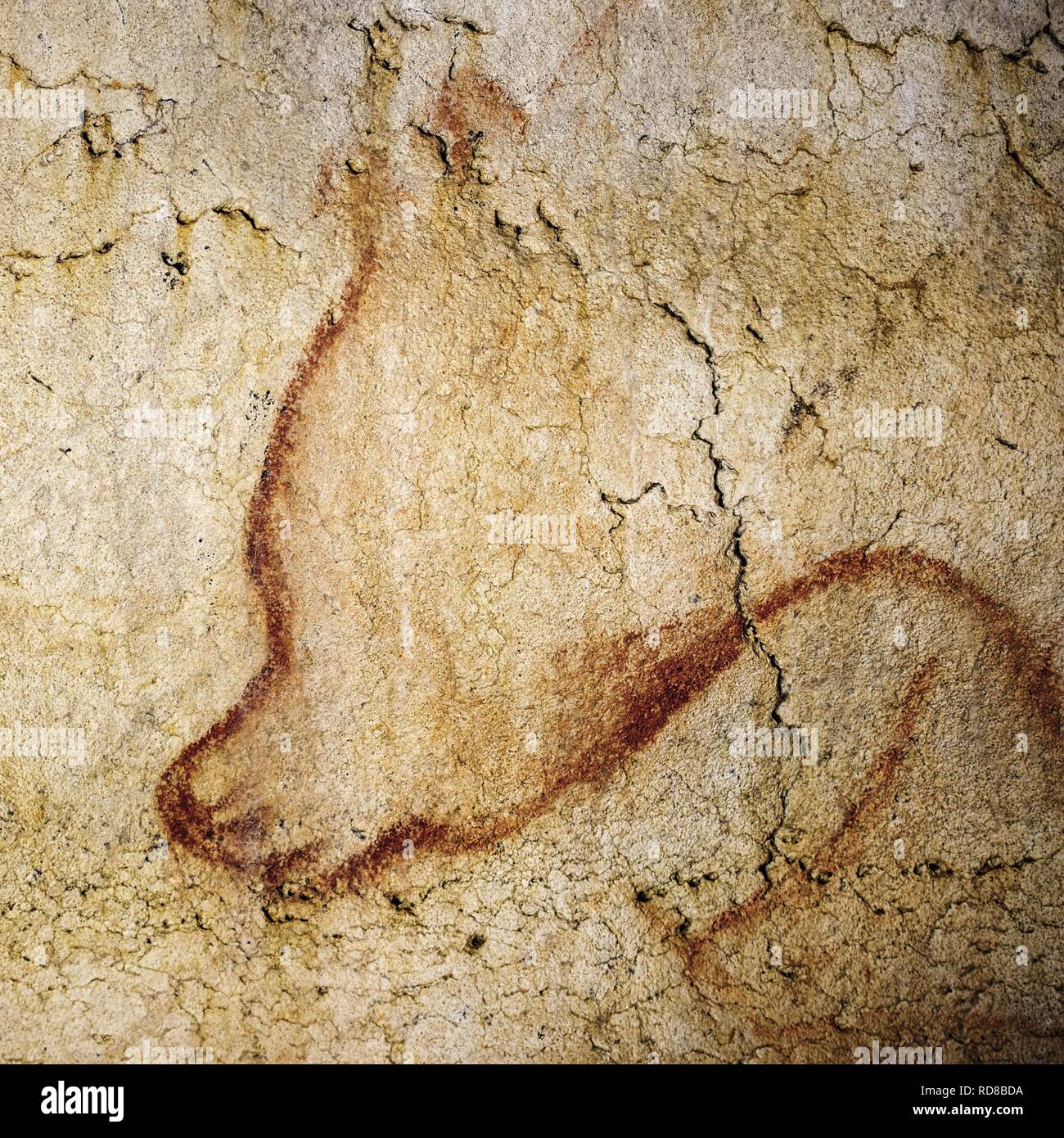 Pittura nella grotta Chauvet. Museo: Grotte Chauvet. Autore: arte del Paleolitico superiore. Foto Stock