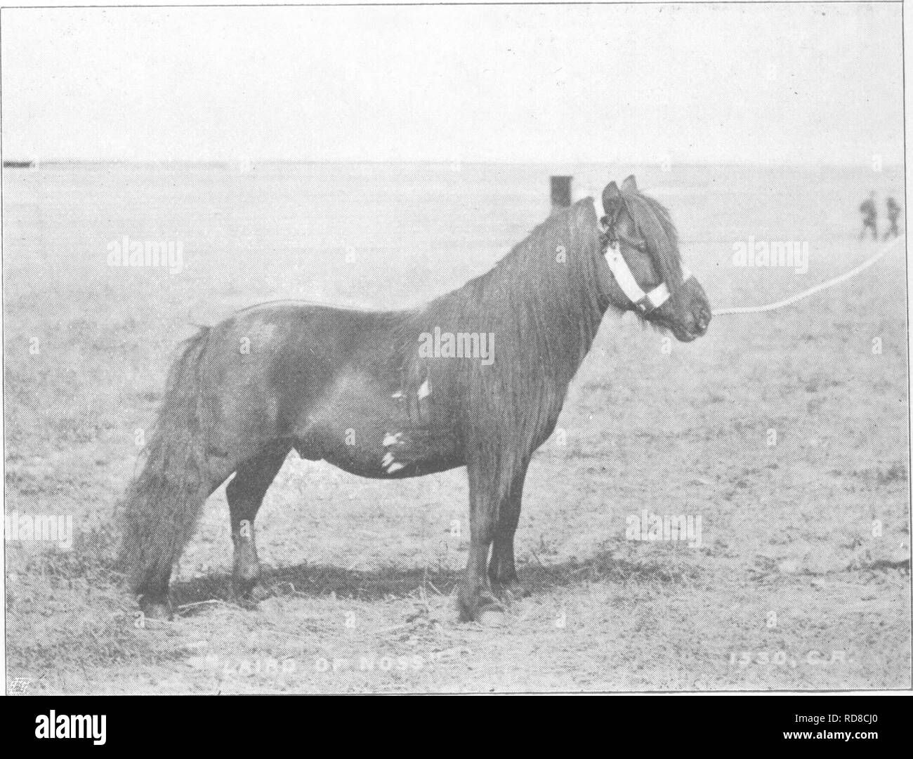 cavalli shetland - 8 The shetland pony Foto e Immagini Stock in Bianco e Nero - Pagina 2 - Alamy