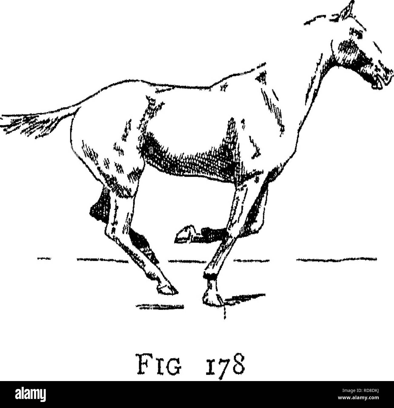 . Punti del cavallo; un trattato sulla conformazione, movimenti, razze e di evoluzione del cavallo. Cavalli. io8 saltando nessun periodo di sospensione (Figg. 178 e 179, e 182 e 183) tra il distacco da terra della gamba anteriore che ha sostenuto il peso e il mettere giù di hmd gamba che arriva per primo sul terreno. Dall'arresto, il cavallo potrebbe preparare al salto da- effettuare una posteriore (p. 75), e sarebbe lo stesso progetto in avanti e verso l'alto quando egli aveva sollevato la sua mano anteriore sufficientemente. Dalla passeggiata, trotto o camminare, avrebbe fatto decollare da gamba anteriore, e porterebbe le zampe posteriori onu Foto Stock