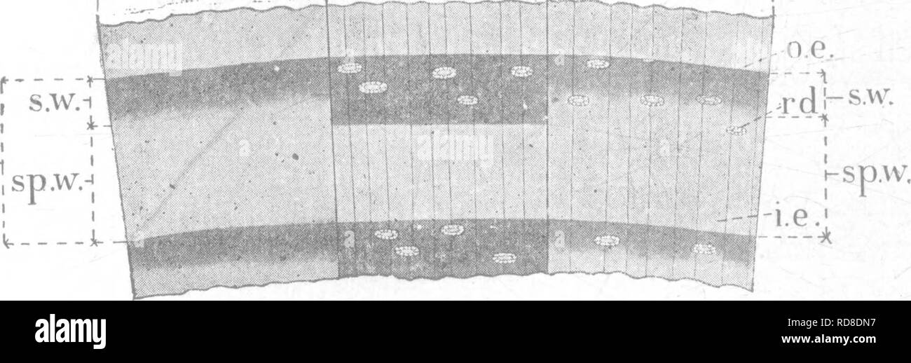 . Relazione sulle indagini forestali dell'U. S. Dipartimento di Agricoltura. 1877-1898. Le foreste e la silvicoltura. 98 Indagini forestali U. S. Department OP l'agricoltura. Gamma di durevolezza in traversine ferroviarie. Rovere bianco e rovere castagno castagno robinia ciliegio, noce nero, locust 7 Elm 6 a 7 rosso e nero querce da 4 a 5 le ceneri, faggio 4 lacrime. Anni. 8 Redwood 12 8 cipressi e cedro rosso 10 Tamarack 7 a 8 Longleaf piue 6 la cicuta 4 a 6 Abete rosso 5 ar-i. Fig. 4.-"Non porosa boschi". Un, fir; -B, "hard" pine; G, soft pine; ar, anello annuale; o. e., sul bordo esterno dell'anello; Foto Stock
