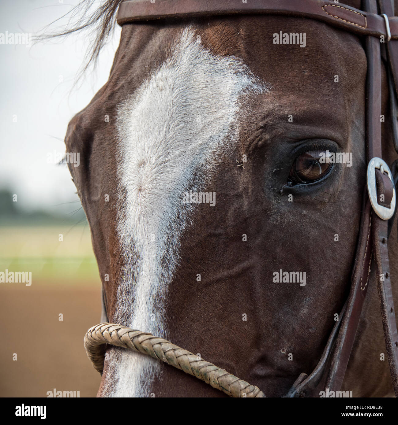Primo piano di un cavallo al via con la riflessione in Eye Foto Stock
