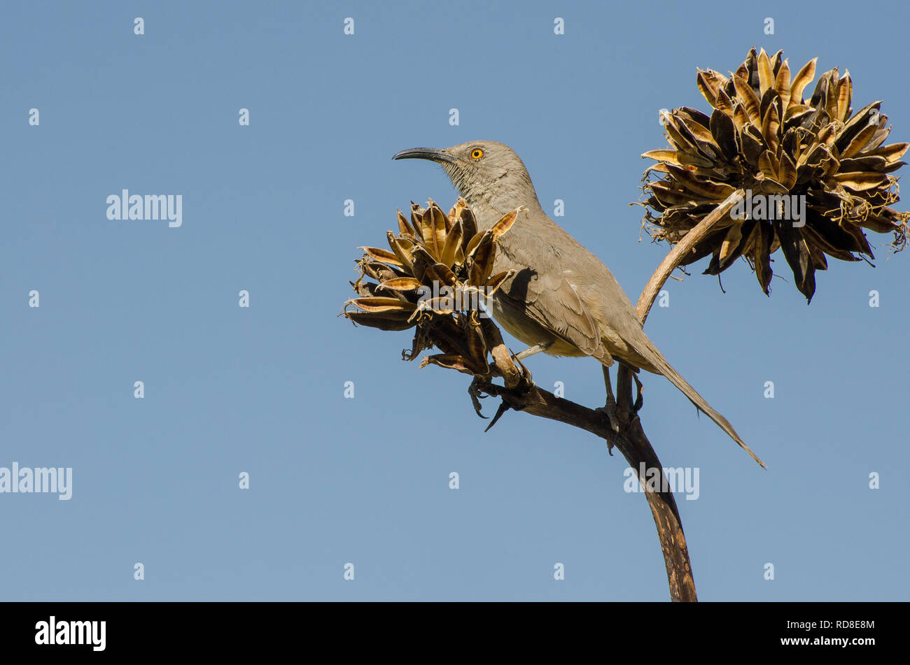 La curva-bill Thrasher appollaiato sulla cima di un impianto di Agave, orizzontale Foto Stock