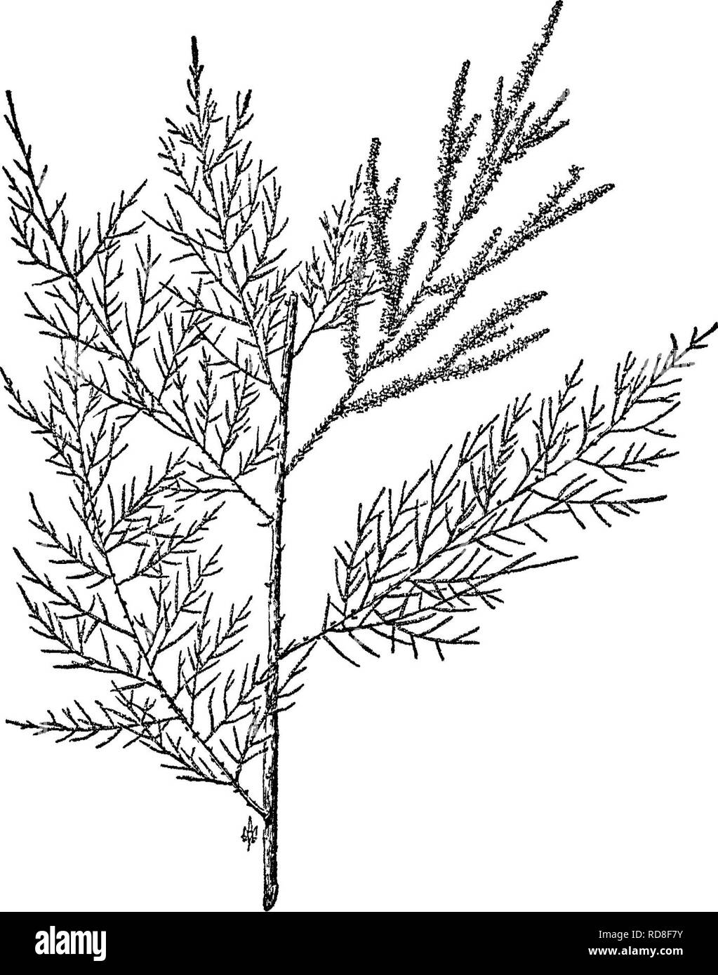 . La cura degli alberi nel prato, street e park, con un elenco di alberi e arbusti per uso decorativo. Alberi; alberi. Linden, Lime Tree o Basswood 319 compatta, di forma conica, e fluente contorno, nonché dalla sua più esteso periodo di foglia e la sua più fiori profumati. Purtroppo è turbato da insetti, tarli e avvizzimento di foglia. T, pubescens Ait. (336), Roverella-lasciava Basswoood, del sud distri-. FiG. 115. - Indian Tamerice Tamarix Indiche Willd. possono offrire un contributo significativo, è una specie autoctona, che nella dimensione di fogliame e altri desir in grado punti maggiormente quasi assomiglia all'ex. T. heterophylla sfiato. (337 Foto Stock