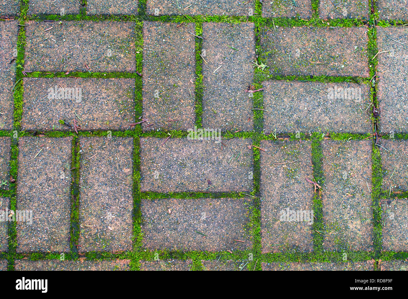 Mattoni di percorso in un pattern con moss crescente tra. Foto Stock