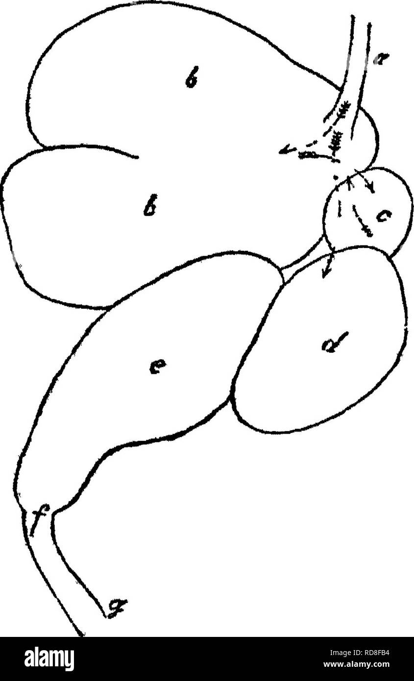 . Manuale di bovini-alimentazione. Un trattato sulle leggi della nutrizione animale e la chimica degli alimenti nella loro applicazione per l' alimentazione degli animali. Con illustrazioni e una appendice di utili tabelle. Alimenta; bovini; nutrizione. 56 MANUALE DI CATrLE-Bn^EDmO- la temperatura del corpo, di agire su amido con yery molto gli stessi risultati di ebollizione acidi diluiti o alka- sta, vale a dire la conversione in una forma ot zucchero, L e,, una sostanza solubile che può facilmente passare nella circolazione. Per quanto grande misura questa azione prende il posto è un po' dis- puted punto, ma ci sembra di essere li Foto Stock