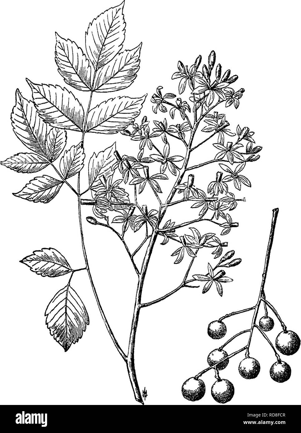 . La cura degli alberi nel prato, street e park, con un elenco di alberi e arbusti per uso decorativo. Alberi; alberi. 26o alberi di ombra e di ornamento J. regia Linn. (121), chiamato noce inglese, ma nativo di Persia, un piccolo albero di contorno tondeggiante, appiattire la sua corona con la vecchiaia, ha poca attrazione al di fuori del suo frutto, a meno che la sua lucida, luce fogliame verde. Fig. 88. - Chinaberry o ombrello albero. Melia Azedarach'Lmn. liscia, grigio stelo, e violaceo rami sono necessari per il contrasto. Probabilmente non è ardito a nord di New York. Un interessante croce albero della rupestris e regia è stata prodotta Foto Stock